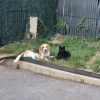 Images de profil de Caroline - Blooming Pets - Petsitting et garde d'animaux à domicile