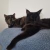 Images de profil de Caroline - Blooming Pets - Petsitting et garde d'animaux à domicile