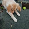 Images de profil de Carla - Blooming Pets - Petsitting et garde d'animaux à domicile