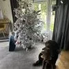 Images de profil de Carla - Blooming Pets - Petsitting et garde d'animaux à domicile