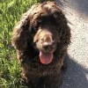 Images de profil de Carla - Blooming Pets - Petsitting et garde d'animaux à domicile