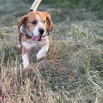 Image de profil de Carla - Blooming Pets - Petsitting et garde d'animaux à domicile