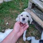 Vaya Mon Chien  Setter Anglais Femelle - Garde d'animaux à domicile