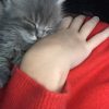 Images de profil de Carla - Blooming Pets - Petsitting et garde d'animaux à domicile