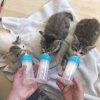 Images de profil de Carla - Blooming Pets - Petsitting et garde d'animaux à domicile