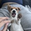 Images de profil de Carole - Blooming Pets - Petsitting et garde d'animaux à domicile