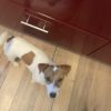 Images de profil de Carole - Blooming Pets - Petsitting et garde d'animaux à domicile