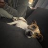 Images de profil de Carole - Blooming Pets - Petsitting et garde d'animaux à domicile