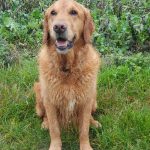 Jamaïque Mon Chien  Golden Retriever Mâle stérilisé - Garde d'animaux à domicile