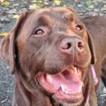 Légende Mon Chien  Labrador Retriever Femelle stérilisée - Garde d'animaux à domicile