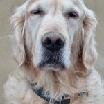 Mougli Mon Chien  Golden Retriever Mâle stérilisé - Garde d'animaux à domicile