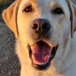 Nory Mon Chien  Labrador Retriever Mâle stérilisé - Garde d'animaux à domicile
