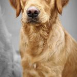 Sunnie Mon Chien  Golden Retriever Femelle - Garde d'animaux à domicile