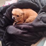 Djouna Mon Chien  Chihuahua Femelle - Garde d'animaux à domicile