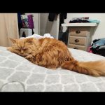 Tigrou Mon Chat  Persan Mâle stérilisé - Garde d'animaux à domicile