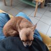 Images de profil de Cassandra - Blooming Pets - Petsitting et garde d'animaux à domicile