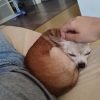 Images de profil de Cassandra - Blooming Pets - Petsitting et garde d'animaux à domicile