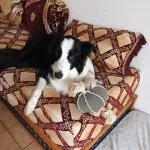 Miko Miko Mon Chien Border Collie Femelle - Garde d'animaux Ă domicile