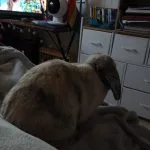 Raven Raven Mon Lapin Bélier nain Femelle - Garde d'animaux à domicile