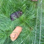 Gribouille Mon Cochon d’Inde  Rex Femelle - Garde d'animaux à domicile