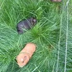Blacky Blacky Mon Cochon dâInde Rex Femelle - Garde d'animaux Ă domicile