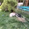 Images de profil de Cassandre - Blooming Pets - Petsitting et garde d'animaux Ă domicile