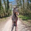 Images de profil de Cassy - Blooming Pets - Petsitting et garde d'animaux à domicile