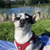 Images de profil de Cassy - Blooming Pets - Petsitting et garde d'animaux à domicile