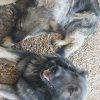 Images de profil de Cathleen - Blooming Pets - Petsitting et garde d'animaux à domicile