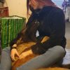 Images de profil de Cathleen - Blooming Pets - Petsitting et garde d'animaux à domicile