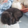 Images de profil de Celine - Blooming Pets - Petsitting et garde d'animaux à domicile