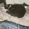 Images de profil de Celine - Blooming Pets - Petsitting et garde d'animaux à domicile