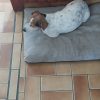 Images de profil de Celine - Blooming Pets - Petsitting et garde d'animaux à domicile