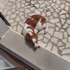 Images de profil de Celine - Blooming Pets - Petsitting et garde d'animaux à domicile