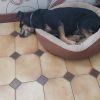 Images de profil de Celine - Blooming Pets - Petsitting et garde d'animaux à domicile