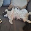 Images de profil de Cécile - Blooming Pets - Petsitting et garde d'animaux à domicile