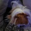 Images de profil de Cécile - Blooming Pets - Petsitting et garde d'animaux à domicile