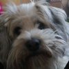Images de profil de Cécile - Blooming Pets - Petsitting et garde d'animaux à domicile