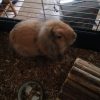 Images de profil de Cécile - Blooming Pets - Petsitting et garde d'animaux à domicile