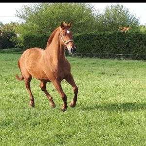 Images de profil de Céline - Blooming Pets - Petsitting et garde d'animaux à domicile