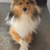 Images de profil de Celestine - Blooming Pets - Petsitting et garde d'animaux à domicile