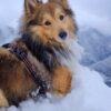 Images de profil de Celestine - Blooming Pets - Petsitting et garde d'animaux à domicile