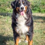 Oona Mon Chien  Bouvier Australien Femelle - Garde d'animaux à domicile