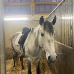 Madison Mon Cheval  Cheval de Dressage Français Femelle - Garde d'animaux à domicile