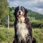 Ollye Mon Chien  Bouvier Australien Femelle - Garde d'animaux à domicile