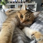 Molly Mon Chat  Abyssin Femelle - Garde d'animaux à domicile