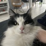 Milo Mon Chat  Abyssin Femelle - Garde d'animaux à domicile