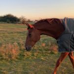 Gadol Mon Cheval  Z Femelle - Garde d'animaux à domicile