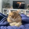 Images de profil de Celia - Blooming Pets - Petsitting et garde d'animaux à domicile