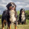 Images de profil de Celia - Blooming Pets - Petsitting et garde d'animaux à domicile